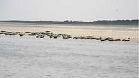 Seehunde am Strand