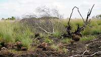 Moorlandschaft mit teils verbrannte, teils blühenden Pflanzen und Sträuchern