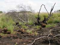 Moorlandschaft mit teils verbrannte, teils blühenden Pflanzen und Sträuchern