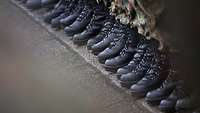 Bundeswehr Stiefel von angetretenen Soldatinnen und Soldaten