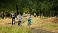 Mutter und zwei Kinder fahren auf Fahrrädern durch bewaldete Landschaft