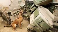 Hund in einer alten Halle mit militärischem Gerät