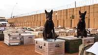 Zwei Hunde sitzen nebeneinander auf Gepäckboxen der in Mali statonierten Soldatinnen und Soldaten