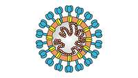 Schematische Darstellung des allgemeinen Aufbaus von Coronaviruspartikeln