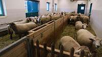 Ein Stall in dem viele Schafe stehen