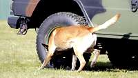 Ein heller Hund schnüffelt am Hinterrad eines Fahrzeugs.