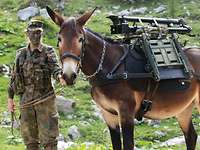 Eine Soldatin von steht neben einem bepackten Muli in Bergen.