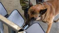 Ein Hund steckt seine Nase in ein Rohrstück an einem Gerät