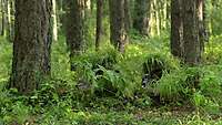 Zwei Soldaten liegen getarnt im Gras auf dem Waldboden.