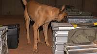 Spürhund Arek durchsucht das Gepäck