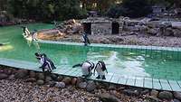 Pinguine im Jaderpark