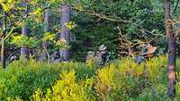 Eine Gruppe Soldaten im Kampfanzug marschiert durch einen Wald.