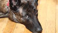 A brown dog lying on a parquet floor