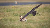 Einer der Steinadler verfolgt einen Hasen.