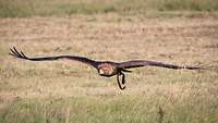 Ein Steinadler im Flug knapp über dem Boden.