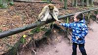 Ein Affe sitzt auf einem Hozstamm und bekommt von einem Junge etwas zu fressen 
