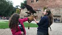 Ein Greifvogel landet unter Aufsicht einer Tiertrainerin auf dem Arm einer Besucherin 