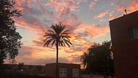 Rosa gefärbte Wolken bei einem Sonnenuntergang hinter Gebäuden und einer Palme in Goodyear.