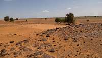 Eine mit vielen Steinen bedeckte Wüstenlandschaft in Mali, im Hintergrund stehen vereinzelt Bäume