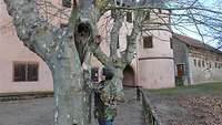 Weibliche Person begutachtet einen verwachsenen Baum in einem Hof