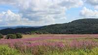 Eine Wiese, auf der Pflanzen mit rosafarbenen Blüten stehen