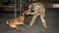Ein Soldat hält ein Plüschtier, während ein Hund mit dem Maul daran zerrt. Der Soldat streichelt dem Hund über den Kopf