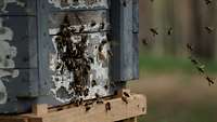 Bienen fliegen einen Bienenstock an.