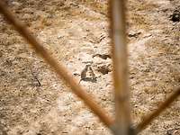Blick durch einen Zaun auf Rennmäuse vor Mauseloch im Boden