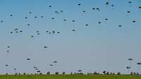 Zahlreiche Fallschirmjäger landen bei blauem Himmel mit ihren Fallschirmen auf einem grünen Feld.