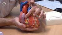 An einem Herzmodel zeigt ein Finger auf eine Blutbahn