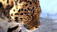 Ein großer Leopard bei der Jagd