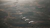 Fallschirmspringern fliegen in einer Reihe an geöffneten Gleitfallschirmen in der Luft über hügelige grüne Landschaft.