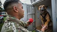 Ein US-amerikanischer Soldat steht vor einer offenen Hundebox und hält einem Hund die Pfote.
