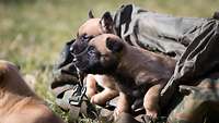 Zwei Hundewelpen krabbeln durch Bundeswehr-Ausrüstung.