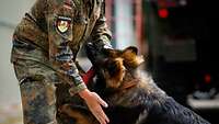 Ein Diensthundeführer trainiert mit einem Schäferhund.