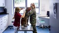 Ein Diensthund mit Maulkorb wird in der Diensthundeklinik untersucht.