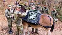 Zwei Soldaten befestigen ein Tragegestell auf dem Rücken eines Maultiers.