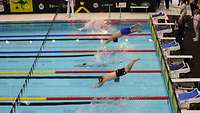 Mehrere Schwimmsportler springen von Startblöcken in ein Schwimmbecken.