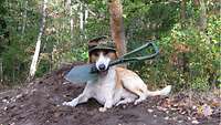 Ein Hund liegt im Wald, hat eine Feldmütze auf und hält einen Klappspaten zwischen den Zähnen.