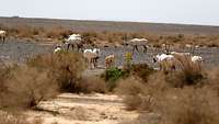 Eine Oryx-Herde mit zwei Jungtieren in der Wüste