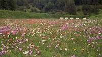 Eine Wiese voll mit blühenden Blumen. Am Ende der Wiese sind Schießscheiben zu sehen.