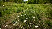 Blumen auf einer Wiese