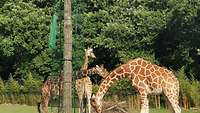 Drei Giraffen in einem Zoo
