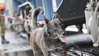 Diensthündin Maya – ein holländischer Schäferhund – läuft neben einem Güterwaggon her.