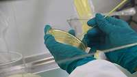 Eine Hand mit Gummihandschuh hält eine Petrischale fest.