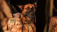 Ein Diensthund der Bundeswehr mit Maulkorb sitzt neben einem Soldaten