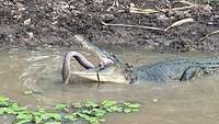 Ein Krokodil frisst eine Schlange
