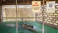 Zwei Krokodile gefesselt in einem Käfig