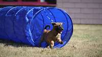 Ein Hundewelpe rennt spielerisch durch einem Spiletunnel