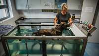 Ein Diensthund auf einem Unterwasser-Laufband. Eine Therapeutin unterstützt ihn von außen.